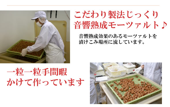 梅干し,梅,青梅,梅肉エキス,紀州南高梅干通販の専門店 - 深見梅店 -お試しセット